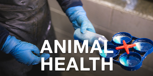 Shop Animal Health