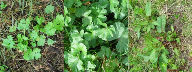Powerful partners for spring spray-out