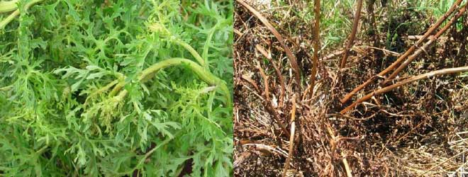 Planning the right spring weed control programme