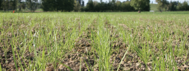 Setting up new pasture for optimal lifetime performance