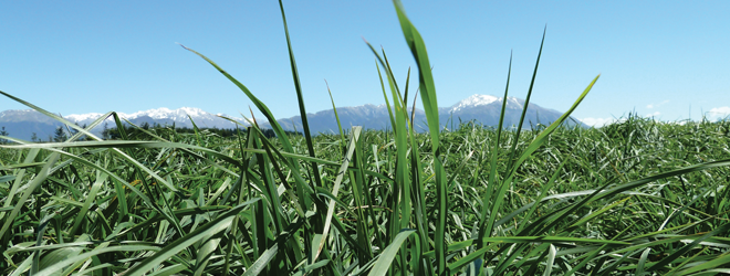 Building pasture resilience 