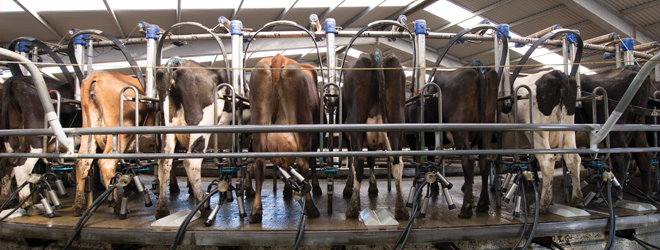 Top milk quality all about attention to detail 