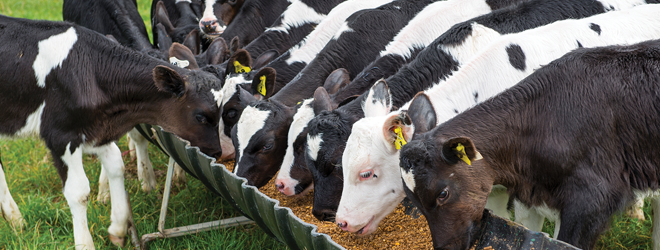 A proven formula for healthier calves and better growth