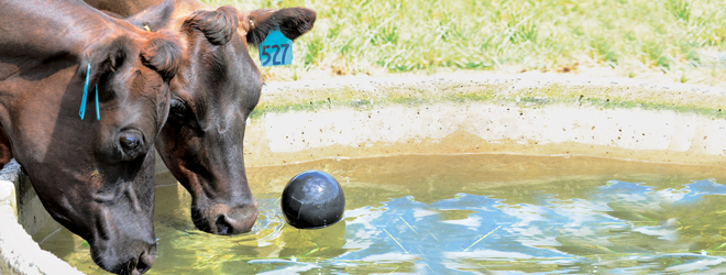 Managing magnesiumm without compromising water intake