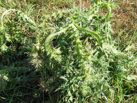 Cost-effective and convenient weed control
