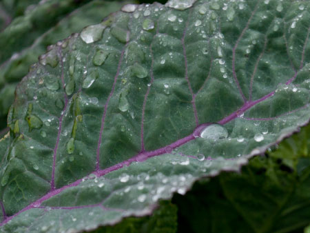 A flying start for crops