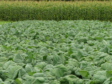 Brassica weed control - timing is everything