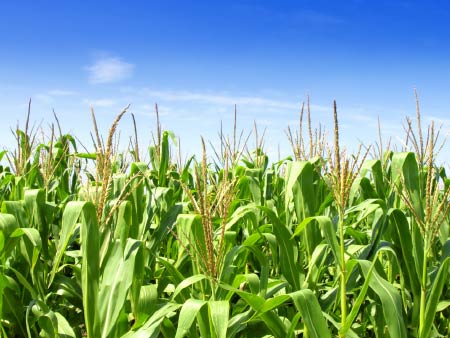 Using nitrogen to best effect in spring-sown crops