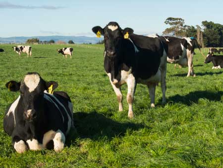 Boost nitrogen to boost summer milk