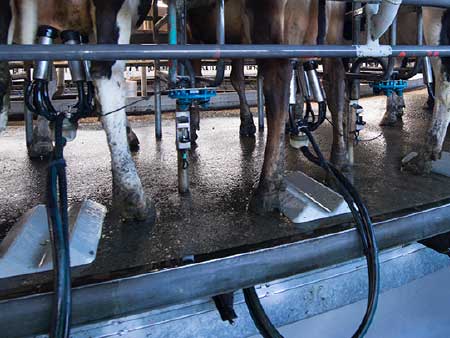 Top quality milk starts now