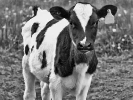 Supporting calves with probiotics