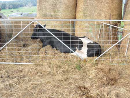 Prioritise treatment of down cows for a better outcome