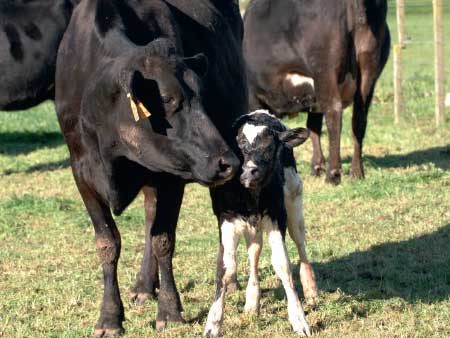 Achieve better in-calf performance this spring