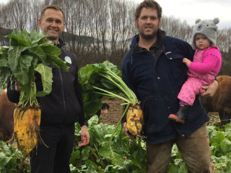 Robbos fodder beet key to efficient wintering at Murchison