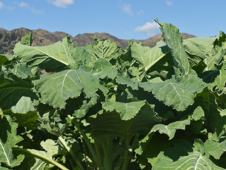 Soverign kale continues providing flexible quality feed