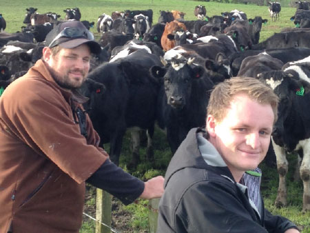 Chicory earns its place in Manawatu