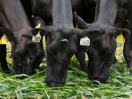 Making the most of late planting