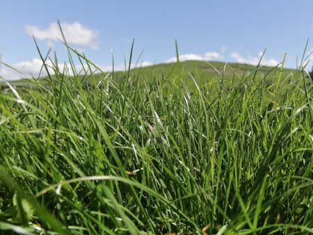 Proven, productive and persistent ryegrass