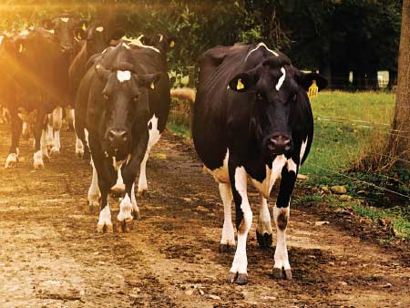 The seven habits of highly effective feeding