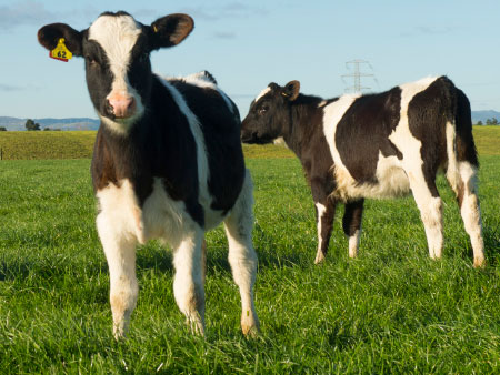 Protect your calving investment with minerals