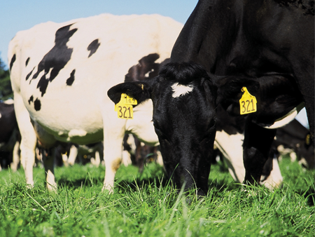 Introducing Viscount NEA4