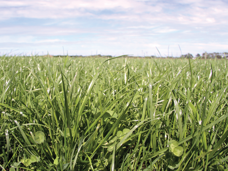 Stand out yield and persistence from Trojan 