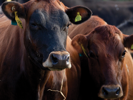 Optimise your profitability from autumn calving 