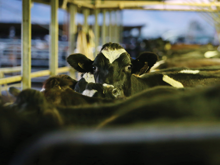 Ready, steady...MILK