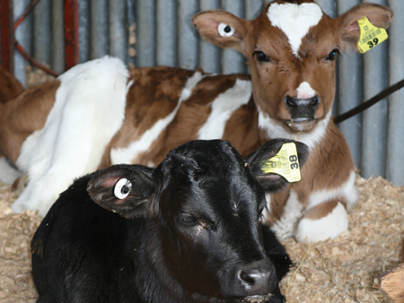 Be prepared to calve with care