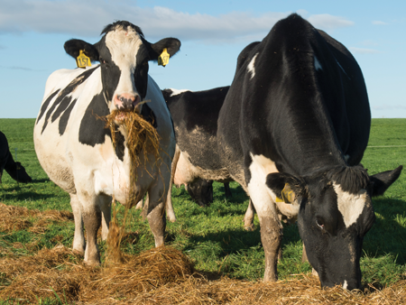 Minerals for calving success