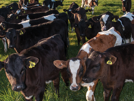 Extra vigilance required this calving season  