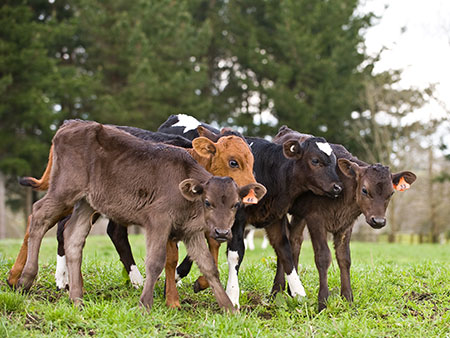 Get grass-ready calves in seven weeks