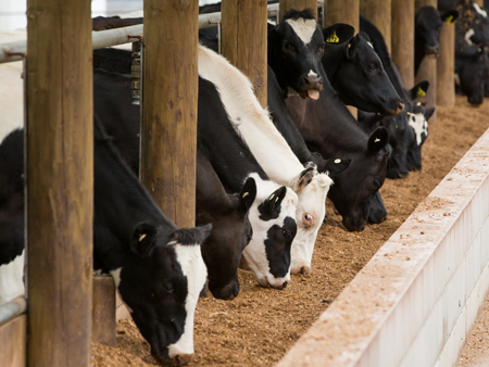 Benefits of maize silage