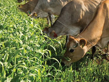 Versatile, hardy summer feed options