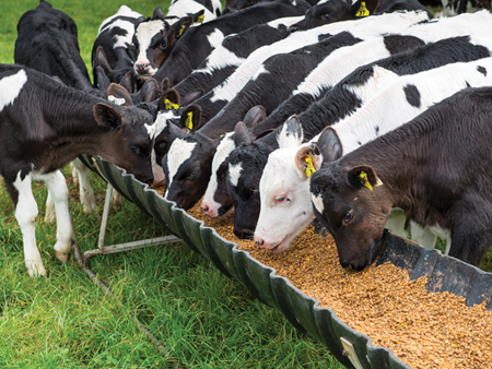 A proven formula for healthier calves and better growth