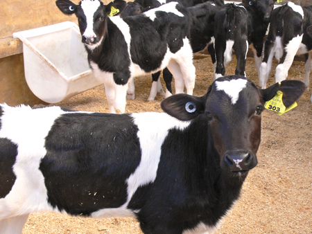 An everyday calf superfood for super calves