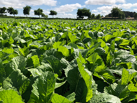 Chicory and summer turnips - a new dairy grazing study