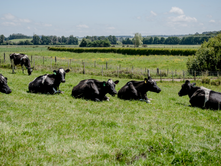 Small Steps to Help Cows Stay Cool Next Summer