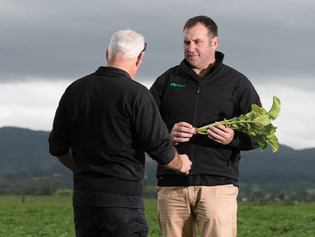 Simple steps to highly productive brassica crops
