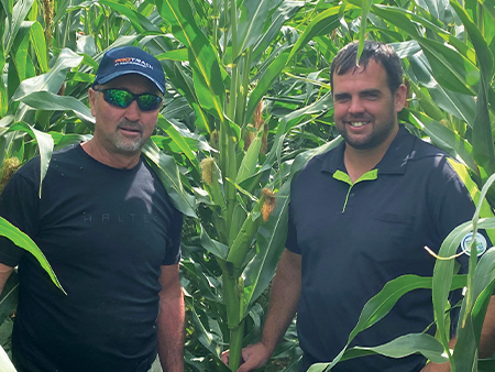 Drought challenges no match for inoculated maize silage