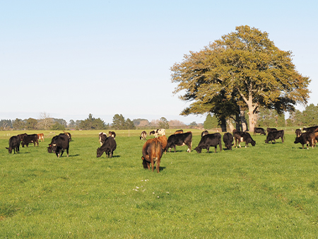 Magnesium delivery pre-calving