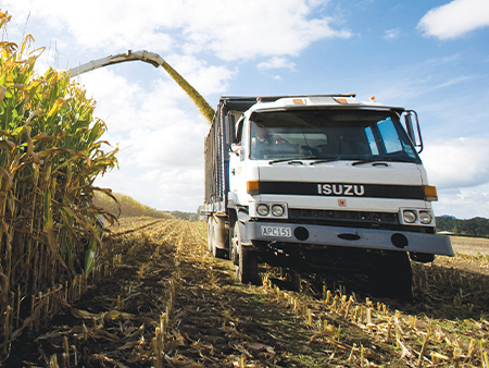 Maize silage a reliable, cost-effective supplement for dairy platform