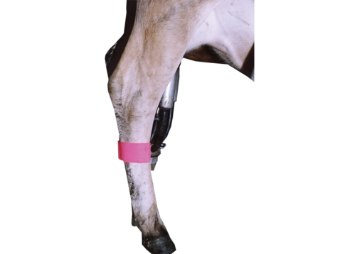 Shoof Leg Band Pack 10 Red | NZ Farm Source