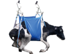 Shoof Daisy MK2 Cow Lifter Standard Cpt