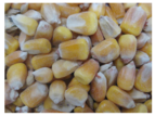 HR Fisken Whole Maize 25kg