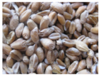 HR Fisken Poultry Wheat 25kg