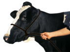 Shoof Cow Poly Rope Halter Black