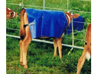 Duncans Canvas Poly Calf Cover Unlined 2'9